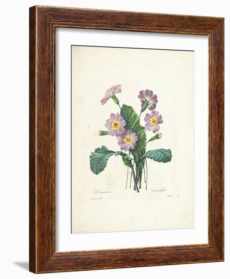 Primrose-Pierre-Joseph Redouté-Framed Giclee Print