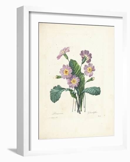 Primrose-Pierre-Joseph Redouté-Framed Giclee Print