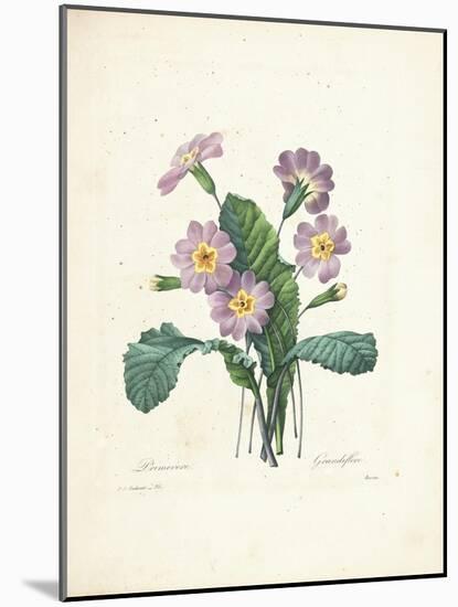 Primrose-Pierre-Joseph Redouté-Mounted Giclee Print