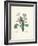 Primrose-Pierre-Joseph Redouté-Framed Giclee Print