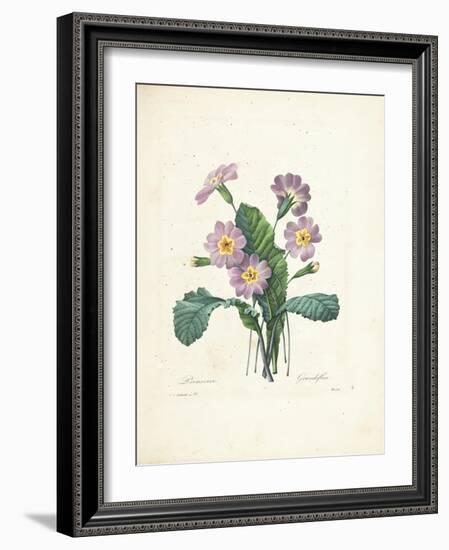 Primrose-Pierre-Joseph Redouté-Framed Giclee Print