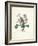 Primrose-Pierre-Joseph Redouté-Framed Giclee Print