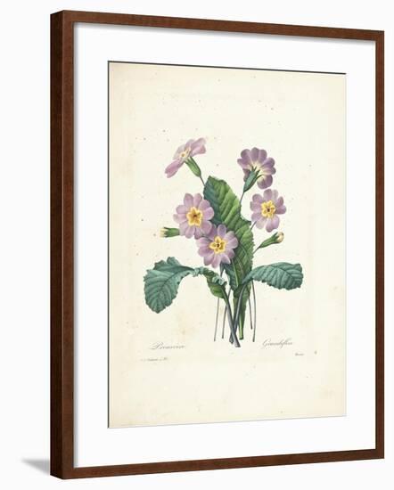 Primrose-Pierre-Joseph Redouté-Framed Giclee Print