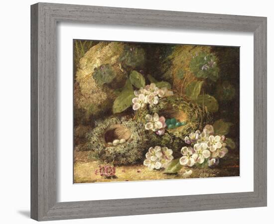 Primroses and Bird's Nests on a Mossy Bank, 1882-Oliver Clare-Framed Giclee Print