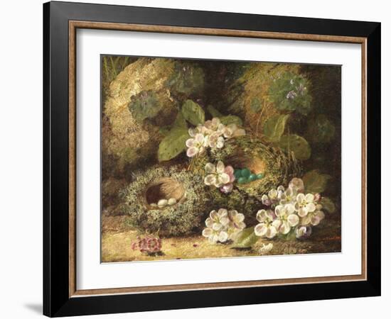 Primroses and Bird's Nests on a Mossy Bank, 1882-Oliver Clare-Framed Giclee Print