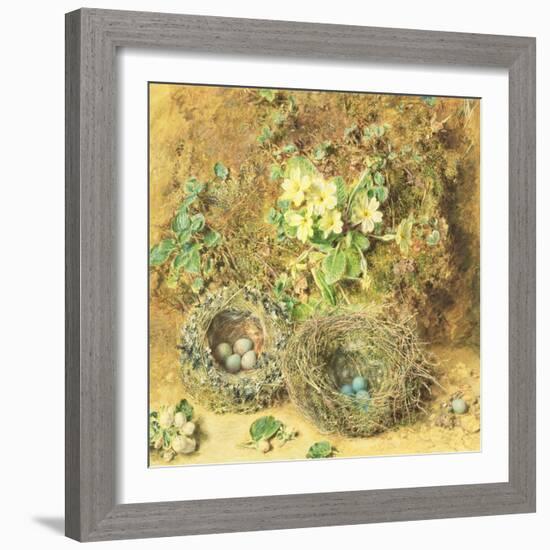 Primroses and Birds' Nests-William Henry Hunt-Framed Giclee Print