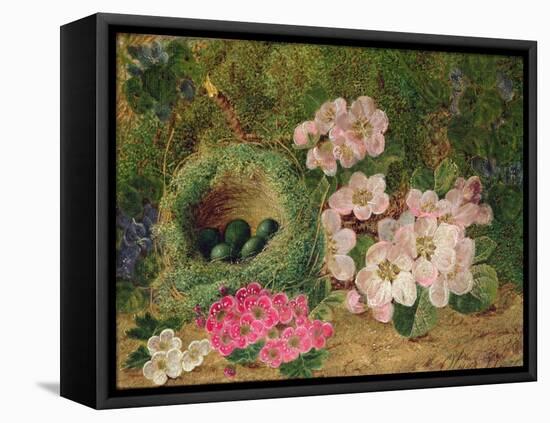 Primroses by a Bird's Nest (Oil on Canvas)-Oliver Clare-Framed Premier Image Canvas