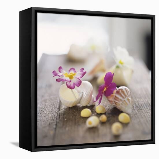 Primroses in Empty Snail Shells-Alena Hrbkova-Framed Premier Image Canvas