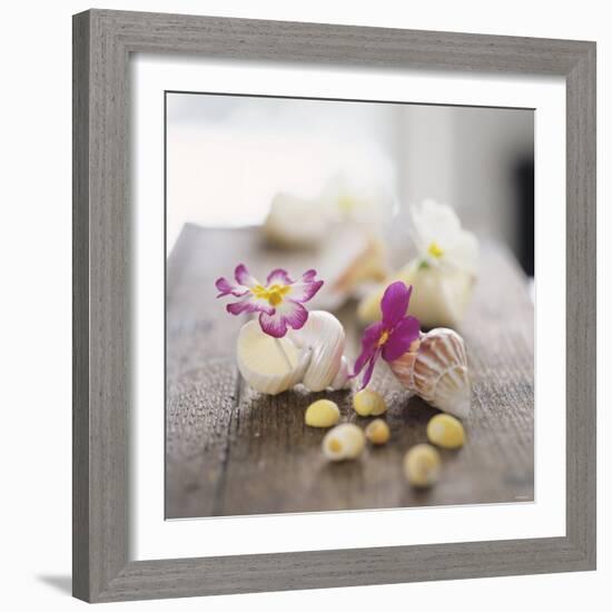 Primroses in Empty Snail Shells-Alena Hrbkova-Framed Photographic Print