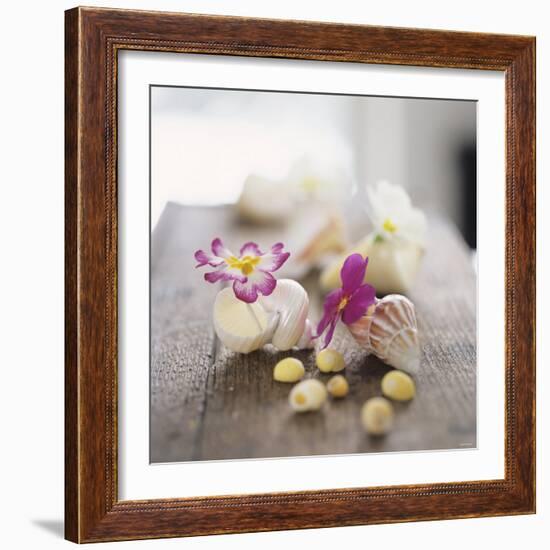 Primroses in Empty Snail Shells-Alena Hrbkova-Framed Photographic Print