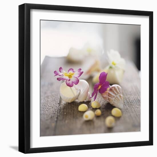 Primroses in Empty Snail Shells-Alena Hrbkova-Framed Photographic Print