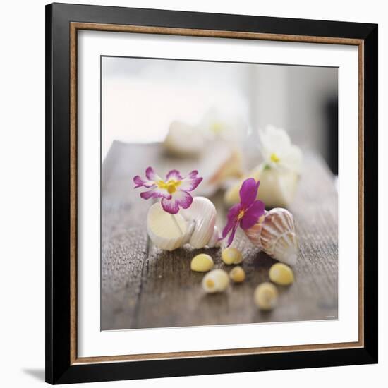 Primroses in Empty Snail Shells-Alena Hrbkova-Framed Photographic Print