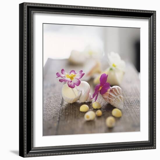 Primroses in Empty Snail Shells-Alena Hrbkova-Framed Photographic Print