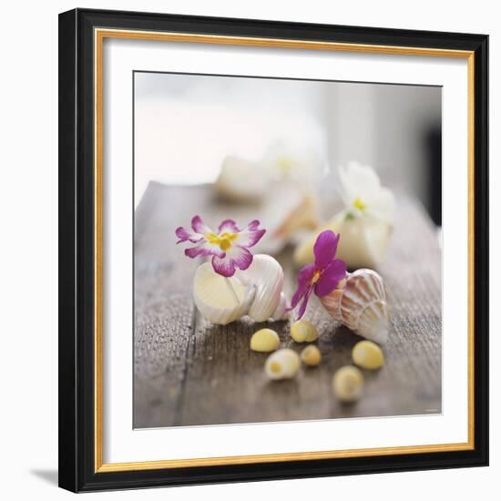 Primroses in Empty Snail Shells-Alena Hrbkova-Framed Photographic Print