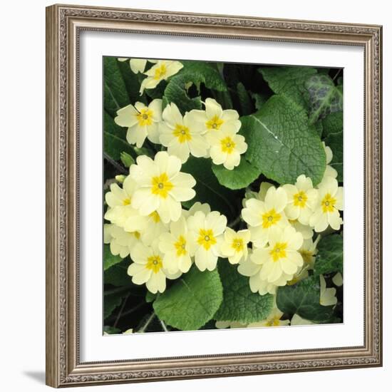 Primroses Spring-null-Framed Photographic Print