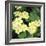 Primroses Spring-null-Framed Photographic Print