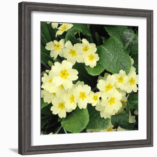 Primroses Spring-null-Framed Photographic Print