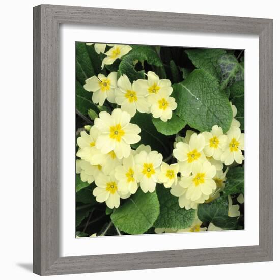 Primroses Spring-null-Framed Photographic Print