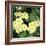 Primroses Spring-null-Framed Photographic Print