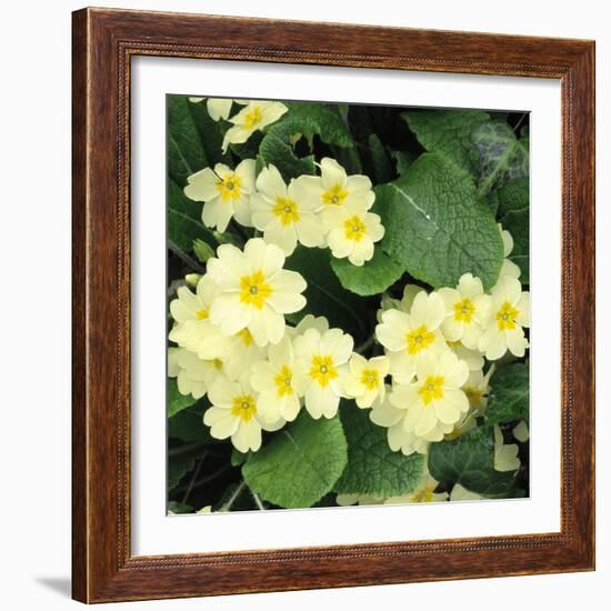 Primroses Spring-null-Framed Photographic Print