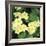 Primroses Spring-null-Framed Photographic Print