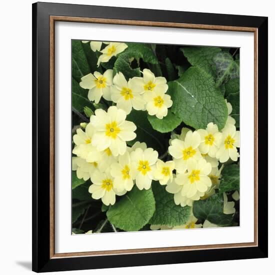 Primroses Spring-null-Framed Photographic Print