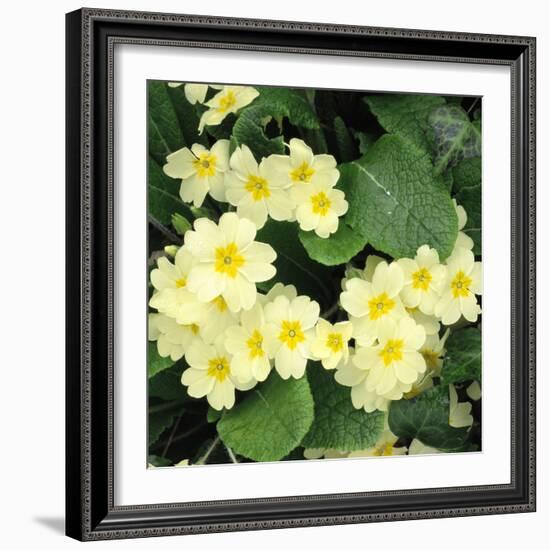 Primroses Spring-null-Framed Photographic Print