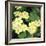 Primroses Spring-null-Framed Photographic Print