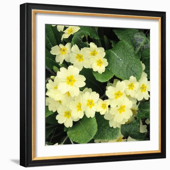 Primroses Spring-null-Framed Photographic Print