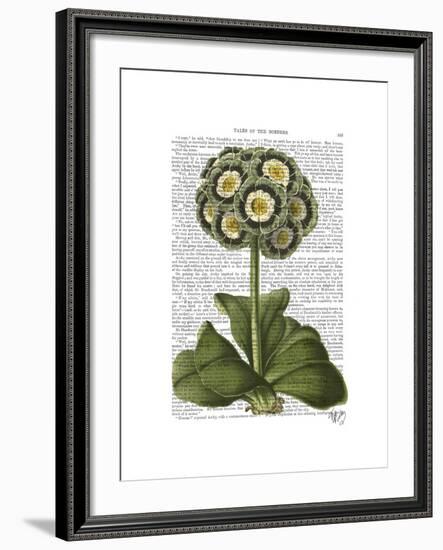 Primula Auricula Blue-Fab Funky-Framed Art Print