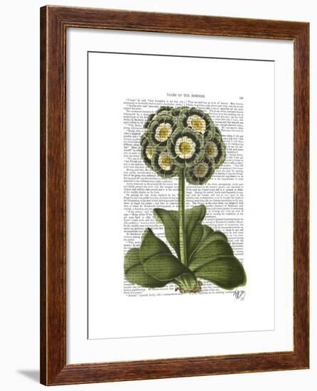 Primula Auricula Blue-Fab Funky-Framed Art Print