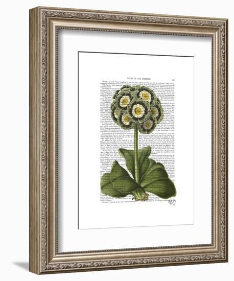 Primula Auricula Blue-Fab Funky-Framed Art Print