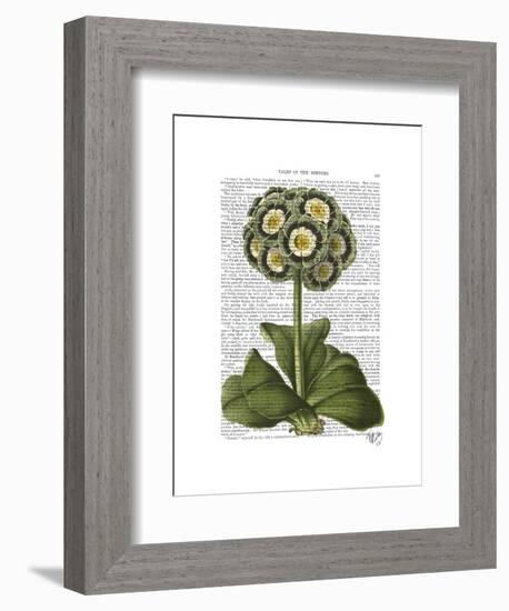 Primula Auricula Blue-Fab Funky-Framed Art Print