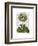 Primula Auricula Blue-Fab Funky-Framed Art Print