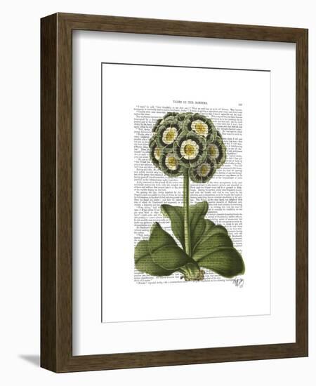 Primula Auricula Blue-Fab Funky-Framed Art Print