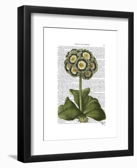 Primula Auricula Blue-Fab Funky-Framed Art Print