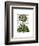 Primula Auricula Blue-Fab Funky-Framed Art Print