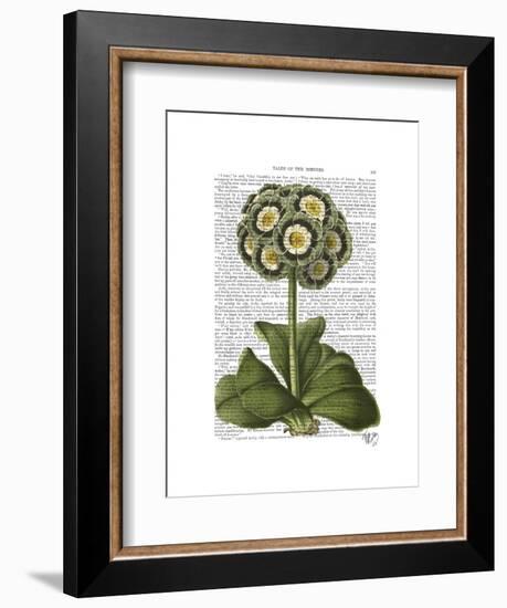 Primula Auricula Blue-Fab Funky-Framed Art Print