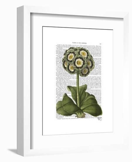 Primula Auricula Blue-Fab Funky-Framed Art Print