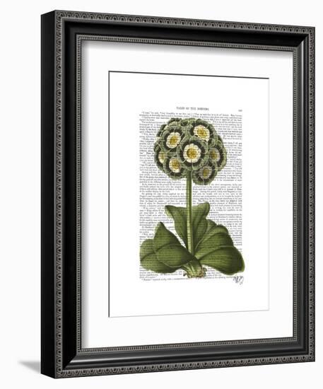 Primula Auricula Blue-Fab Funky-Framed Art Print