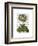 Primula Auricula Blue-Fab Funky-Framed Art Print