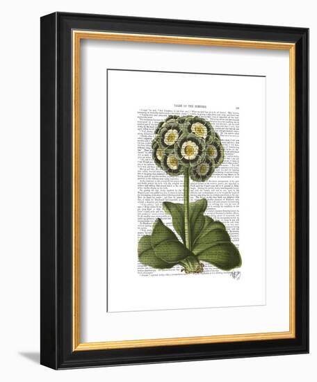 Primula Auricula Blue-Fab Funky-Framed Art Print