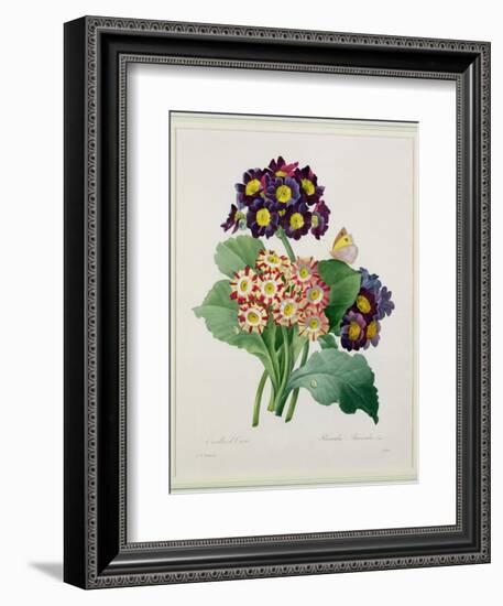 Primula Auricula, Engraved by Victor, from 'Choix Des Plus Belles Fleurs', 1827-Pierre-Joseph Redouté-Framed Giclee Print