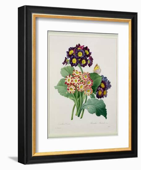 Primula Auricula, Engraved by Victor, from 'Choix Des Plus Belles Fleurs', 1827-Pierre-Joseph Redouté-Framed Giclee Print