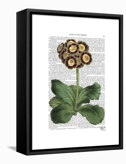 Primula Auricula Red-Fab Funky-Framed Stretched Canvas