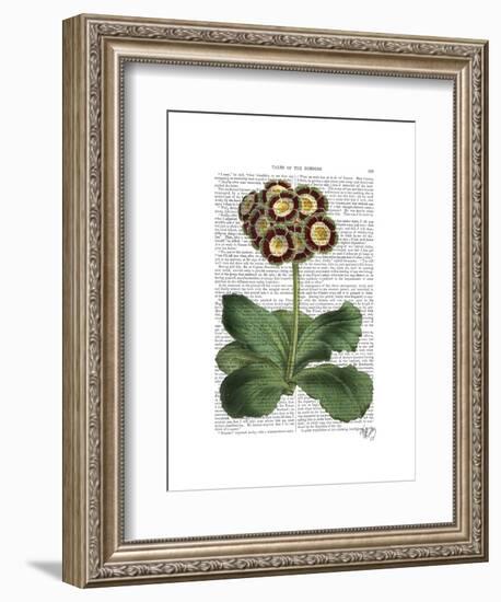 Primula Auricula Red-Fab Funky-Framed Art Print