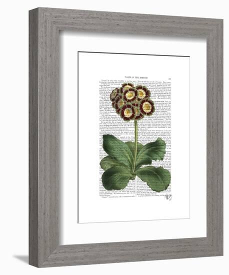 Primula Auricula Red-Fab Funky-Framed Art Print