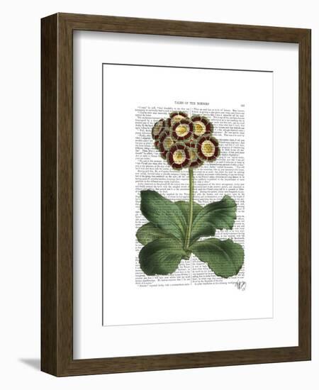 Primula Auricula Red-Fab Funky-Framed Art Print