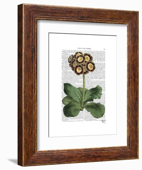 Primula Auricula Red-Fab Funky-Framed Art Print