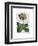 Primula Auricula Red-Fab Funky-Framed Art Print